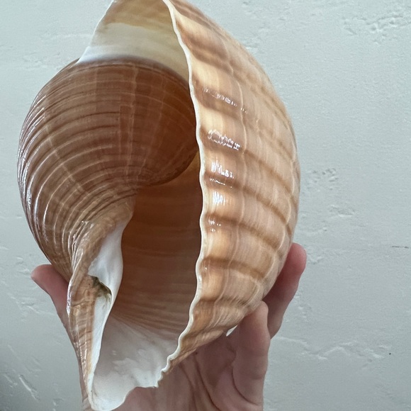 Large Turban Sea Shell Giant Tonna Cepa shell beach nautilus nautical decor - Picture 9 of 12